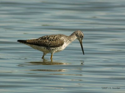 GreaterYellowlegs1257b.jpg