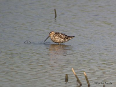 StiltSandpiper0187b.jpg