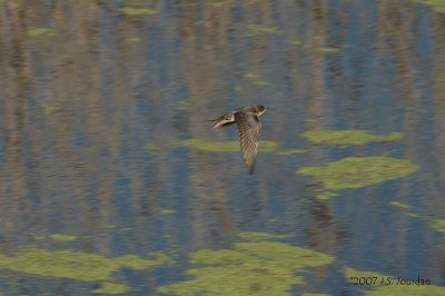 BarnSwallow2411b.jpg