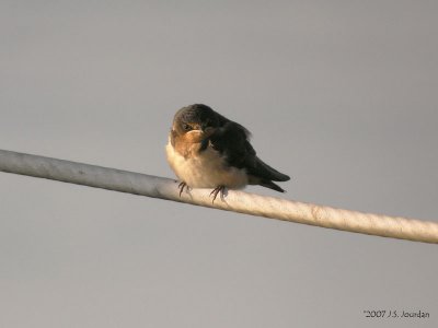 BarnSwallow0597b.jpg