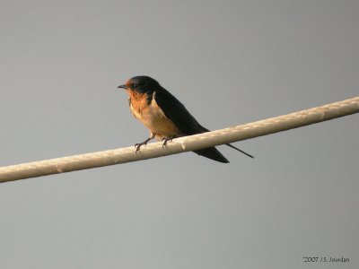 BarnSwallow0611b.jpg