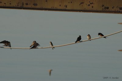 BarnSwallow2449b.jpg