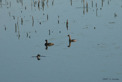 PiedbilledGrebe2510b.jpg