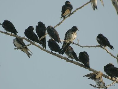 PurpleMartin0588b.jpg