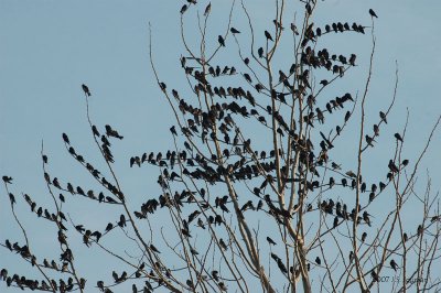 PurpleMartin2429b.jpg