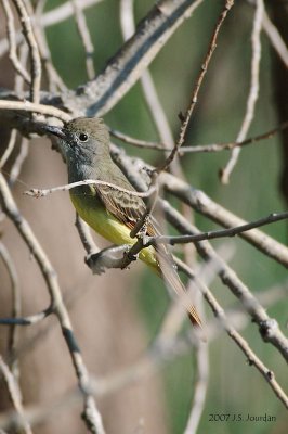 GCFlycatcher2917b.jpg