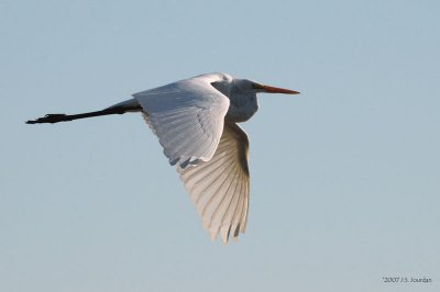 GreatEgret3085b.jpg