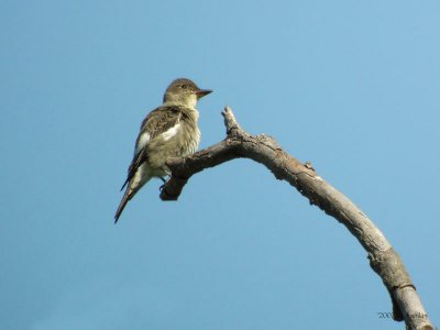 OlivesidedFlycatcher1299b.jpg