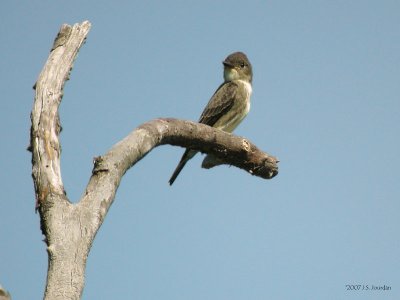 OlivesidedFlycatcher1306b.jpg