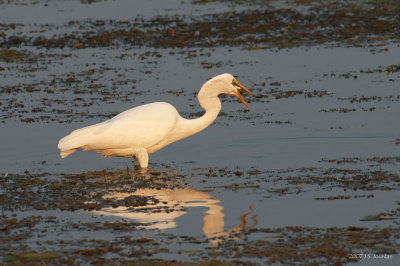 GreatEgret3214b.jpg