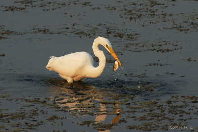 GreatEgret3227b.jpg