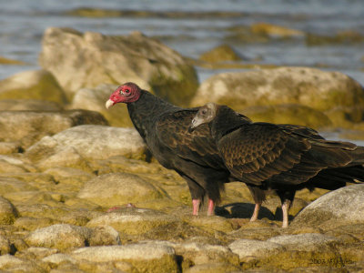 TurkeyVulture1433b.jpg