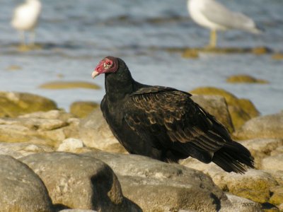 TurkeyVulture1442b.jpg