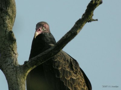 TurkeyVulture1608b.jpg