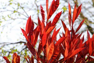 010407 photinia 2.jpg