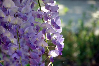 btu290407z wisteria 2bzmo.jpg