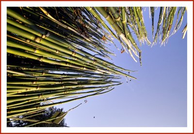 IMG04149.jpg Horsetails