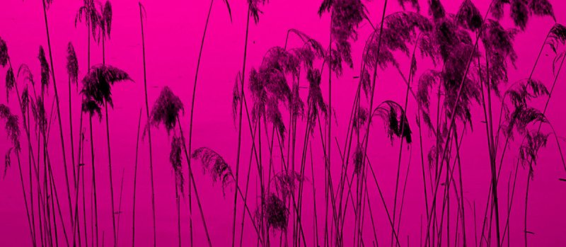 pink lake*