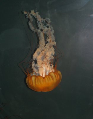 Chalie Doggett 1st place for Jellyfish at TN State fair