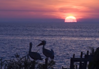 Pelican Sunset.jpg