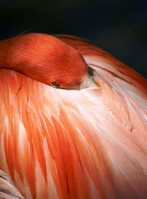Coy Flamingo