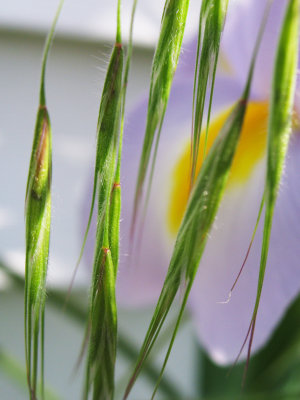 Iris with Grass