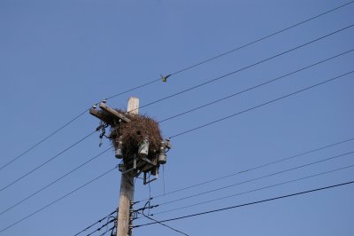 Monk Parrot on Flatlands Avenue in Canarsie