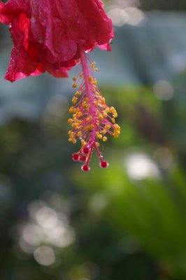 Manuel Antonio, Costa Rica