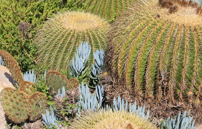 Cactus Garden, Balboa Park