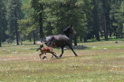 Wild horses at Hawley Lake