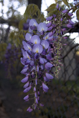 Wisteria