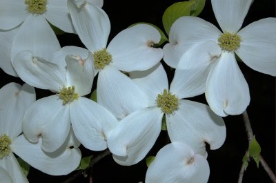 Dogwood