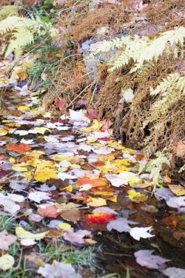 Minnewaska State Park 10-21-06
