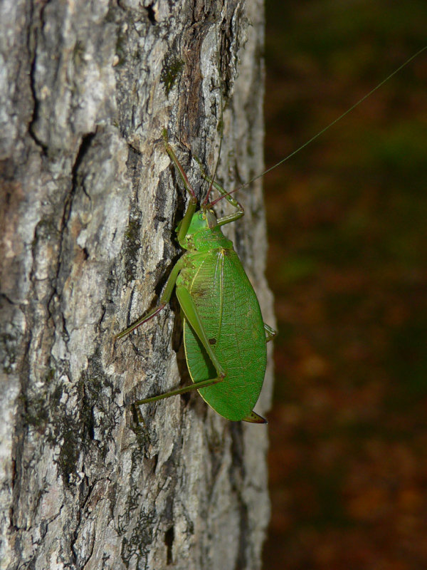True Katydid - <i>Pterophylla camellifolia</i>