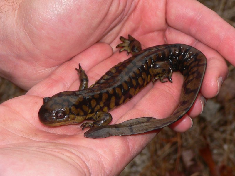 Tiger Salamander - <i>Ambystoma tigrinum</i>