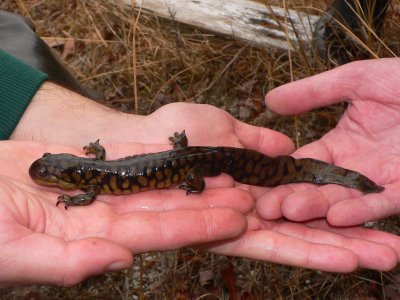 Tiger Salamander - <i>Ambystoma tigrinum</i>