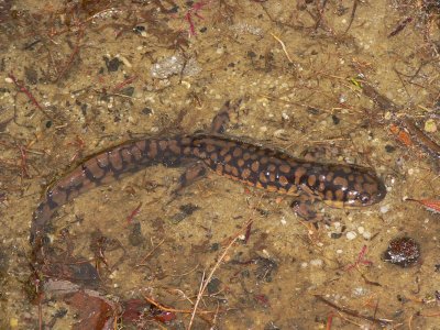 Tiger Salamander - Ambystoma tigrinum