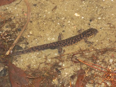 Tiger Salamander - Ambystoma tigrinum