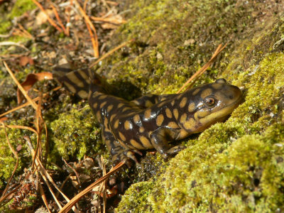 Tiger Salamander - <i>Ambystoma tigrinum</i>