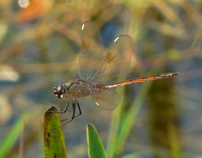 Four-spotted Pennant - Brachymesia gravida