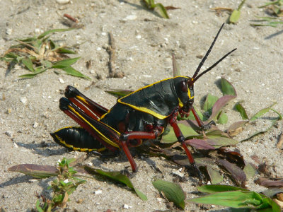 Eastern Lubber Grasshopper - Romalea microptera