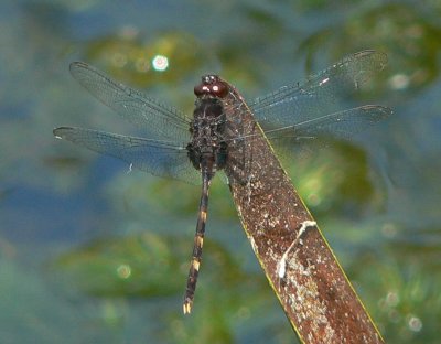 Pin-tailed Pondhawk - Erythemis plebeja