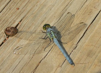 Eastern Pondhawk - Erythemis simplicicollis