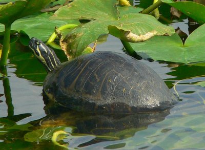 Peninsula Cooter - Pseudemys floridana peninsularis