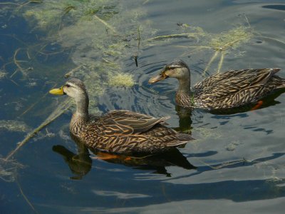 Mottled Ducks - Anas fulvigula