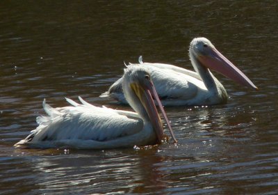 American White Pelicans - Pelecanus erythrorhynchos