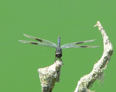 Four-spotted Pennant - Brachymesia gravida