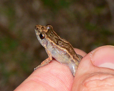 Leptodactylid Frogs