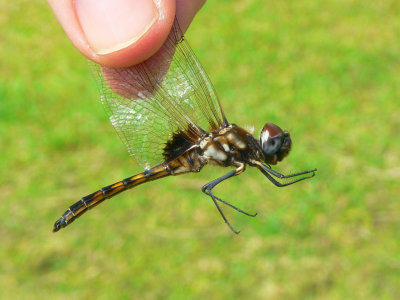Marl Pennant - Macrodiplax balteata