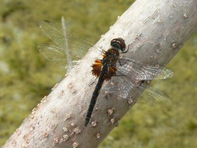 Marl Pennant - Macrodiplax balteata